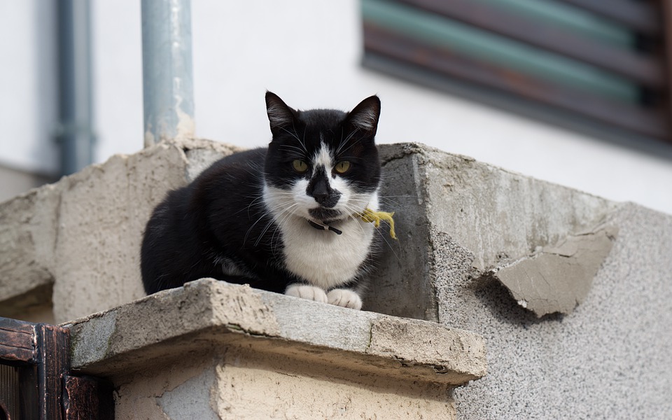 Jsou betonové ploty skutečně nejlepší?